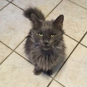 Meet your Posher, Lia